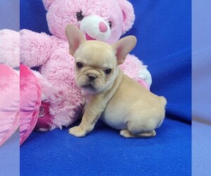 French Bulldog Puppy for sale in MARIONVILLE, MO, USA