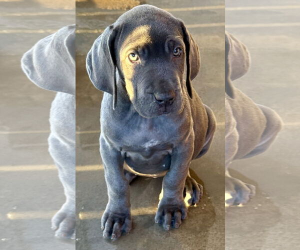 Medium Photo #3 Great Dane Puppy For Sale in Hesperia, CA, USA