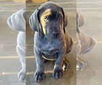 Small #2 Great Dane