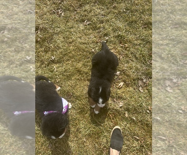 Medium Photo #5 Bernese Mountain Dog Puppy For Sale in ATHENS, WI, USA