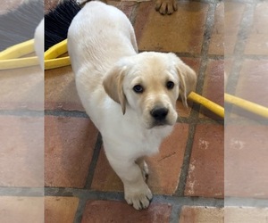English Cream Golden Retriever-Golden Labrador Mix Puppy for sale in SCOTTSDALE, AZ, USA