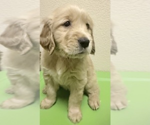 Golden Retriever Puppy for sale in PORTALES, NM, USA