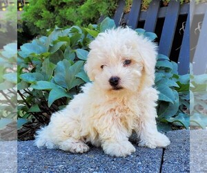 Bichon Frise Puppy for sale in KINZERS, PA, USA