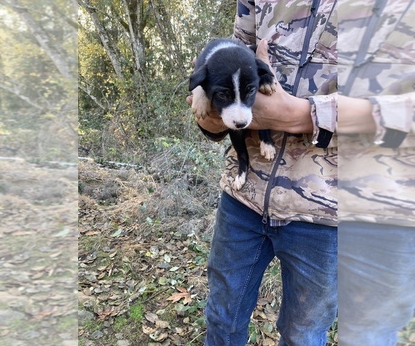 Medium Photo #4 Border Collie Puppy For Sale in COLTON, OR, USA