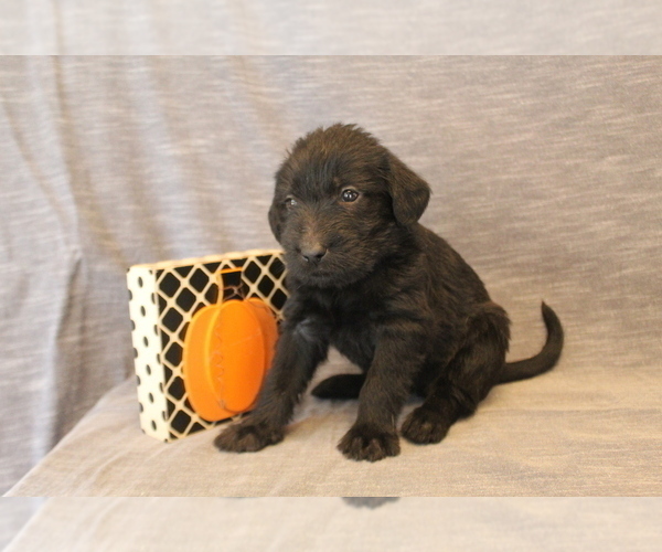 Medium Photo #6 Double Doodle Puppy For Sale in BOTHELL, WA, USA