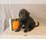 Small Photo #6 Double Doodle Puppy For Sale in BOTHELL, WA, USA