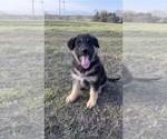 Puppy Baby Boy Blue German Shepherd Dog