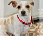 Taco - Male Chihuahua-Unknown Mix Dog for Adoption - Small photo