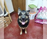 Small #1 German Shepherd Dog