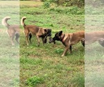 Small Photo #2 Belgian Malinois Puppy For Sale in MULBERRY, FL, USA