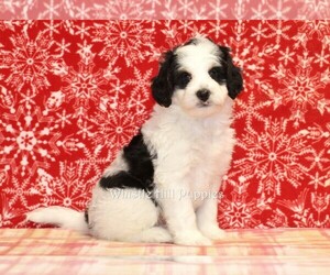Miniature Bernedoodle Puppy for sale in DENVER, PA, USA