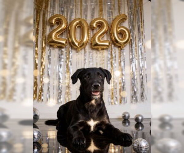 Medium Photo #8 Labradoodle Puppy For Sale in pomfret, CT, USA