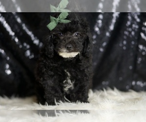 Medium Poodle (Miniature)