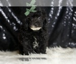 Puppy Tate Poodle (Miniature)
