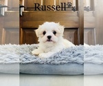 Small Photo #3 Mal-Shi Puppy For Sale in COOKEVILLE, TN, USA