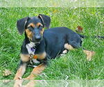 Small Mutt