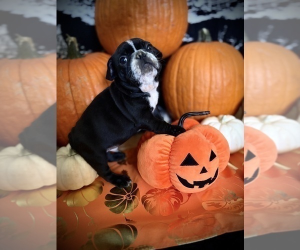 Medium Photo #20 French Bulldog Puppy For Sale in YUCCA VALLEY, CA, USA