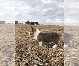 Pembroke Welsh Corgi Puppy for sale in ARTHUR, IL, USA