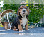 Puppy Lenny Beabull