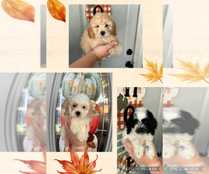 Maltipoo Puppy for sale in GREENVILLE, MI, USA