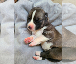 Small Photo #1 Siberian Husky Puppy For Sale in SAINT JOSEPH, MN, USA