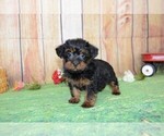 Small Photo #2 YorkiePoo Puppy For Sale in LAKE BENTON, MN, USA