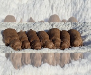 Goldendoodle (Miniature) Puppy for Sale in RANDOLPH, Wisconsin USA