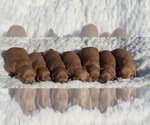 Litter of 7 - Male(s) and Female(s) Goldendoodle (Miniature)Litter of Puppies for Sale - Small photo