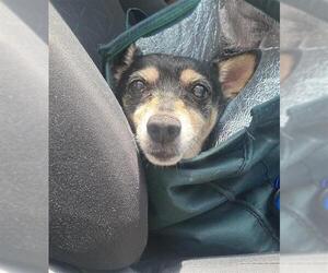 Mutt Dogs for adoption in San Antonio, TX, USA
