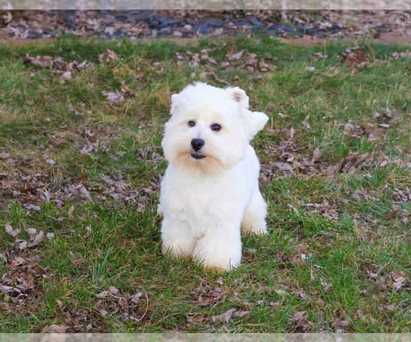 Medium Photo #8 West Highland White Terrier Puppy For Sale in SYRACUSE, IN, USA