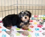 Small #11 Yorkshire Terrier