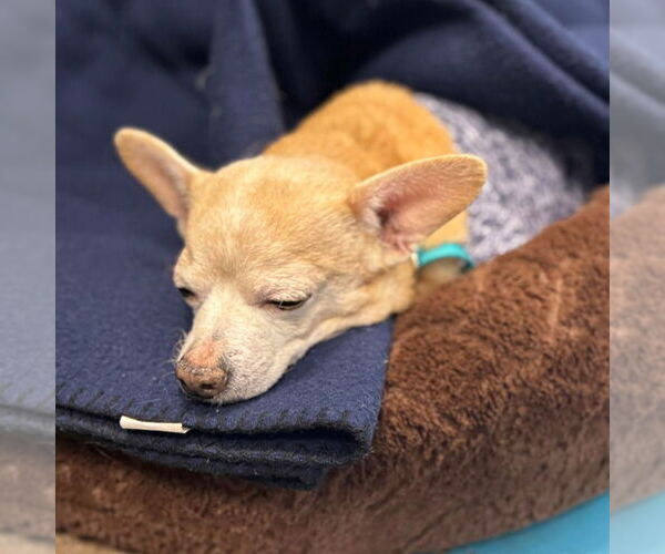 Medium Photo #3 Chihuahua Puppy For Sale in Muskegon, MI, USA