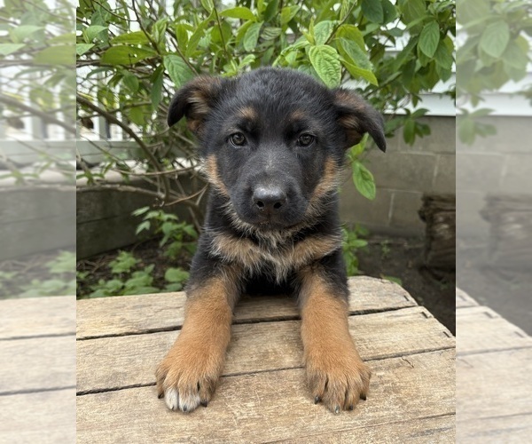 Medium Photo #1 German Shepherd Dog Puppy For Sale in MIDDLEBURY, IN, USA