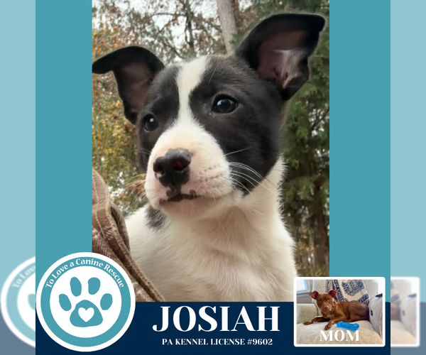 Medium Photo #4 Mutt Puppy For Sale in Kimberton, PA, USA