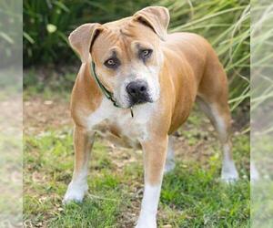 Mutt Dogs for adoption in Camarillo, CA, USA