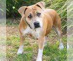 *ANNABELLE - Female Mutt Dog for Adoption - Small photo