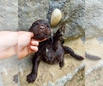 Small #2 Labradoodle