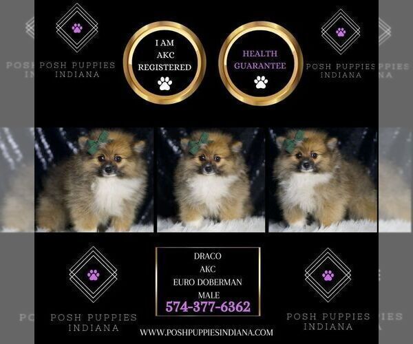 Medium Photo #5 Pomeranian Puppy For Sale in WARSAW, IN, USA