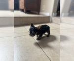 Small #2 Yorkshire Terrier