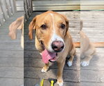 Small Photo #13 Labrenees Puppy For Sale in Techny, IL, USA