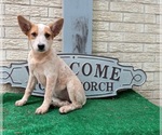 Small Photo #1 Australian Cattle Dog Puppy For Sale in CARTHAGE, TX, USA