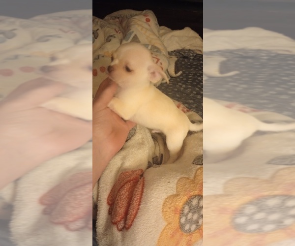 Medium Photo #5 Chihuahua Puppy For Sale in DAYTON, OH, USA