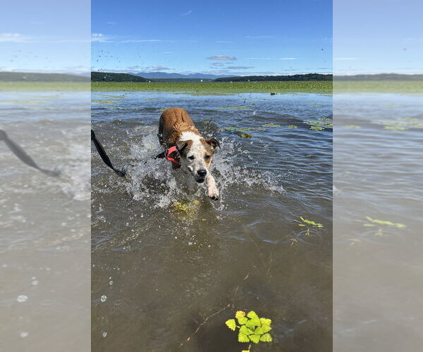 Medium Photo #22 Labrador Retriever-Unknown Mix Puppy For Sale in Brewster, NY, USA
