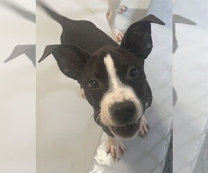 American Pit Bull Terrier-Unknown Mix Dogs for adoption in Augusta, GA, USA