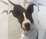 Small American Pit Bull Terrier Mix