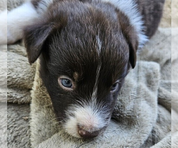 Medium Photo #8 Australian Shepherd Puppy For Sale in NELSON, VA, USA