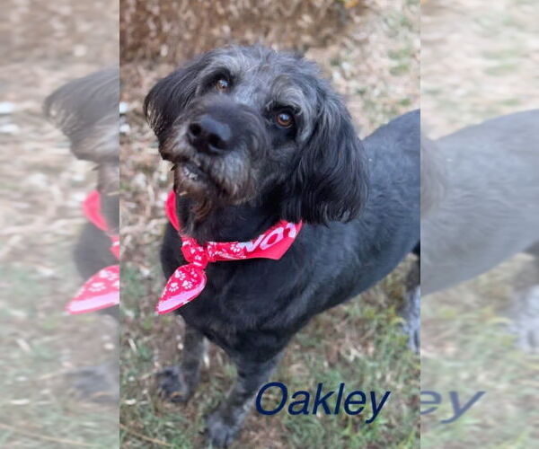 Medium Photo #7 Labrador Retriever-Unknown Mix Puppy For Sale in Conway, AR, USA