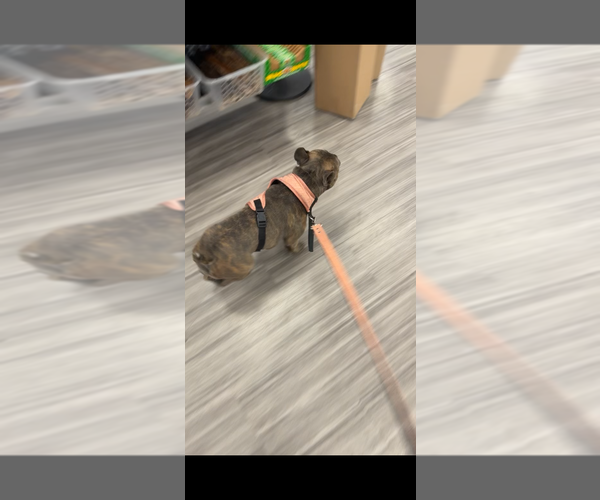 Medium Photo #5 French Bulldog Puppy For Sale in GANSEVOORT, NY, USA