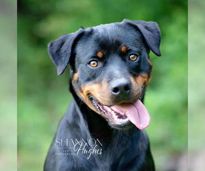 Rottweiler Dogs for adoption in Hillsboro, NH, USA
