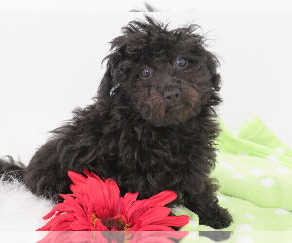 Medium Photo #2 Havanese-Poodle (Toy) Mix Puppy For Sale in SHILOH, OH, USA